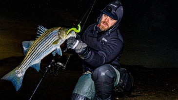 Angler holding a striped bass in the winter.