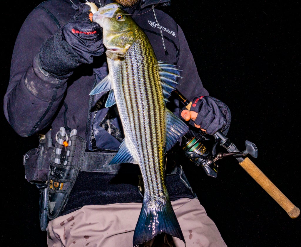 Striped bass fisherman holding a fish at night in the winter.