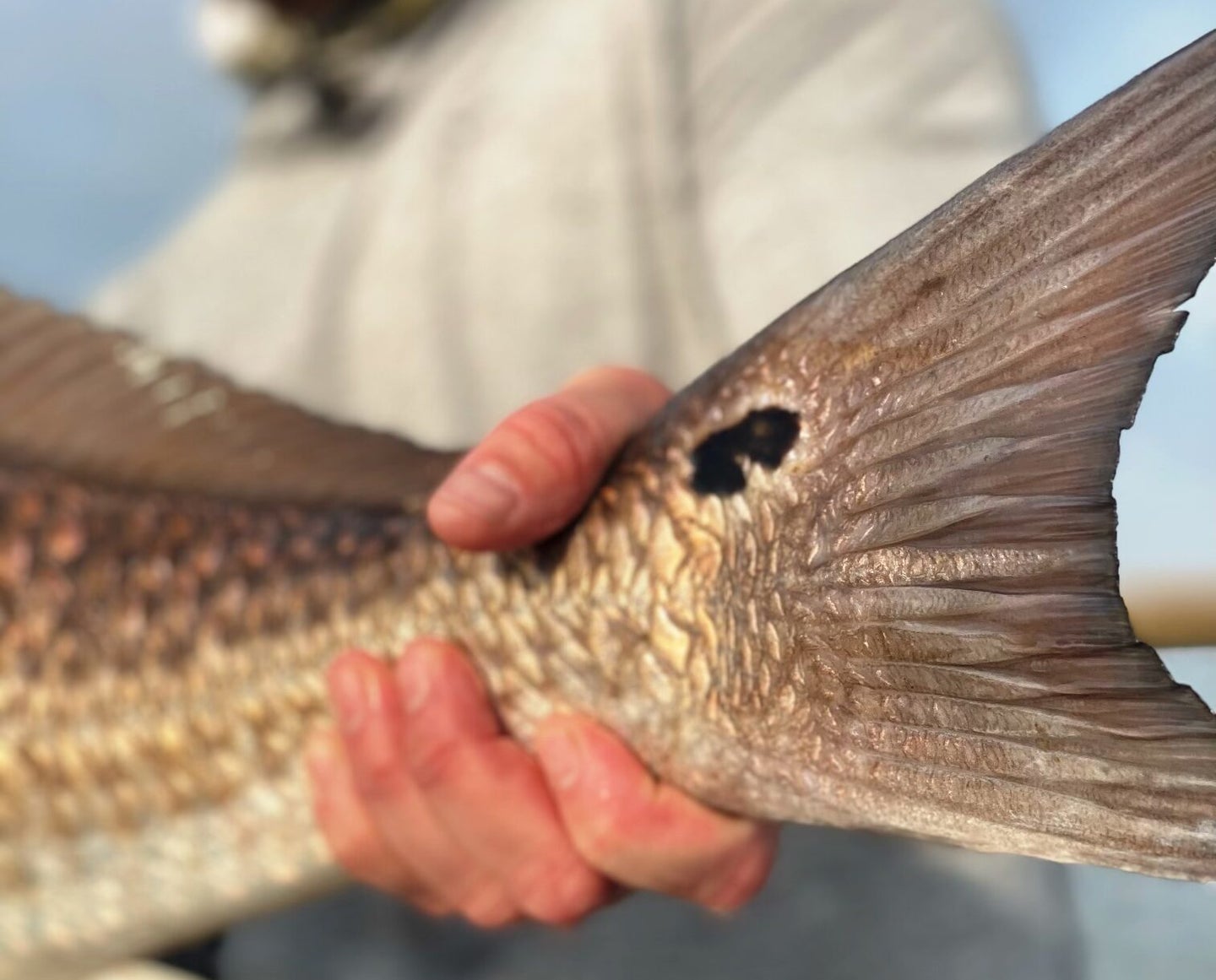 Fly Fishing for Bull Redfish in Louisiana