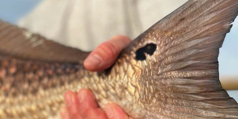 The Season: Louisiana Redfish Rodeo