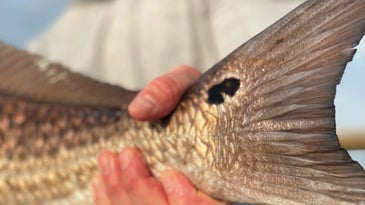 The Season: Louisiana Redfish Rodeo