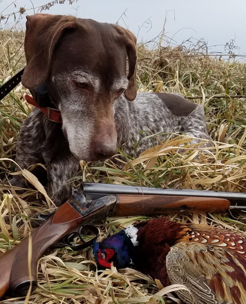 photo of dog, shotgun, and pheasant