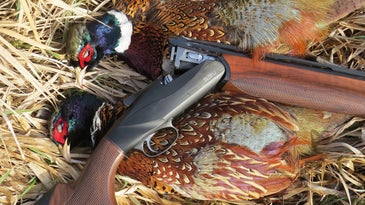 photo of Benelli 828U shotgun and pheasants