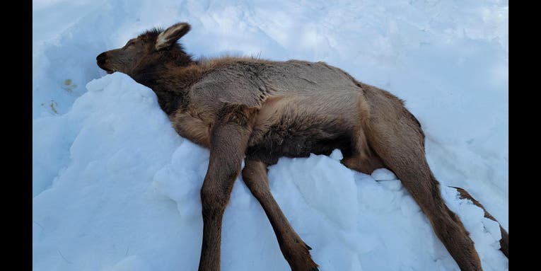 Ornamental Landscaping Plant Poisons Five Elk in Idaho