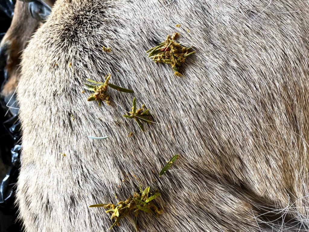 elk with yew needles on it