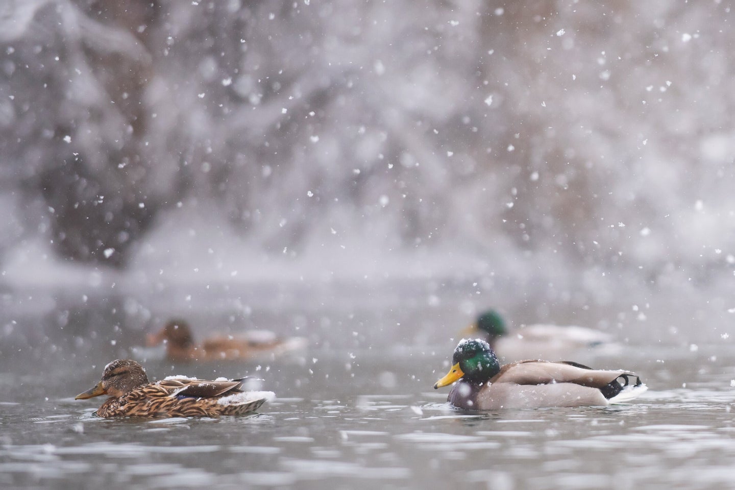 A hen and drake mallard on the water with snow falling down