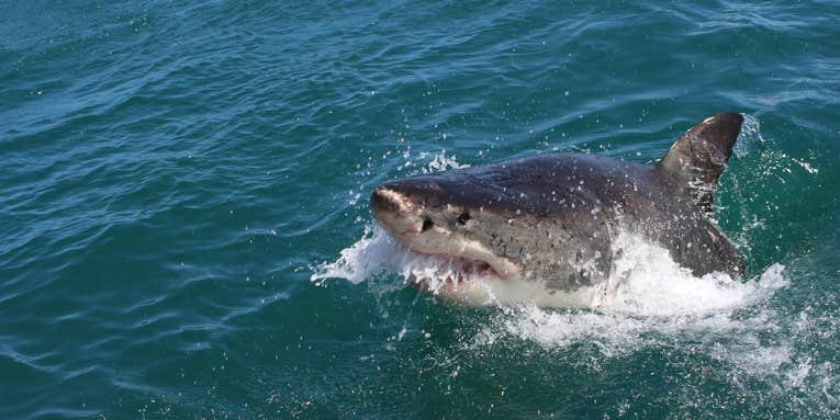 Shark Attacks Rose Worldwide in 2021—And 64 Percent of Bites Occurred in the U.S.