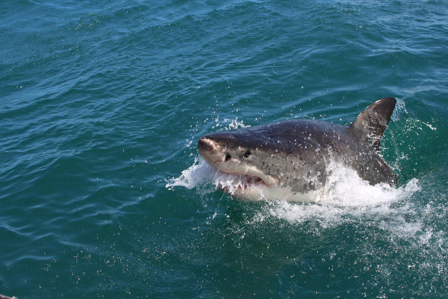 great white shark at surface of the water