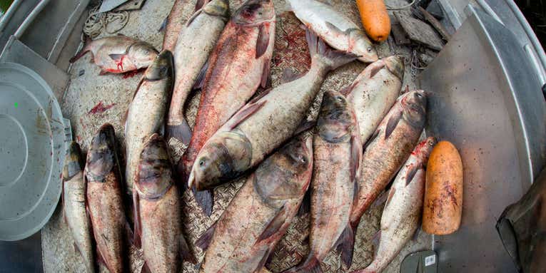 U.S. Army Corps of Engineers Promises $226 Million To Block Carp From the Great Lakes