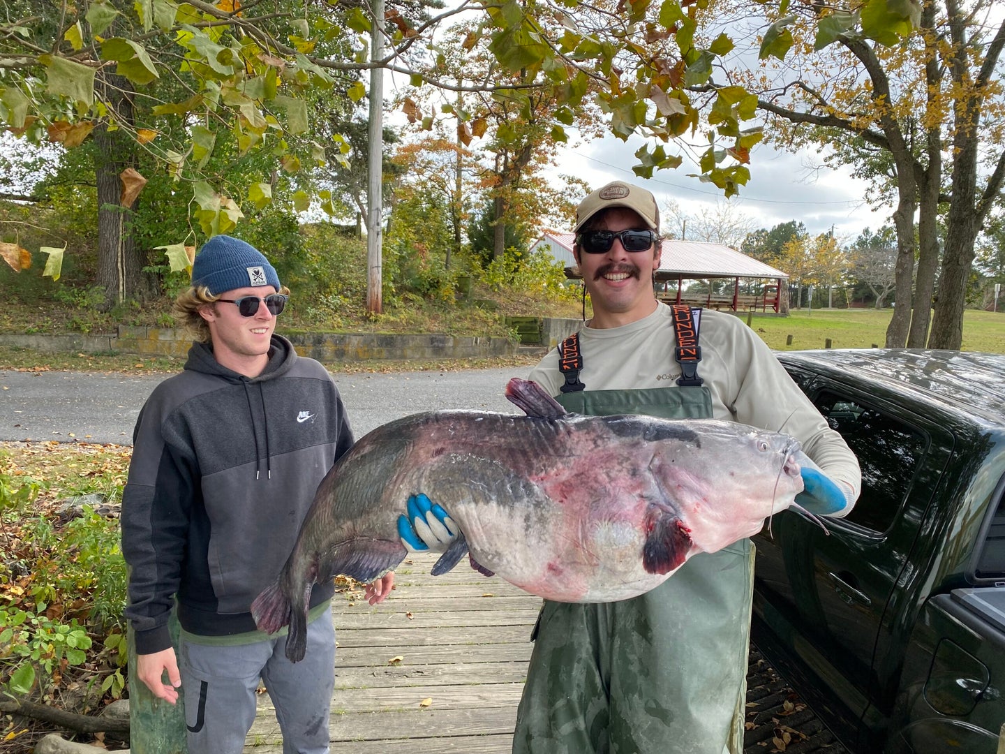Blue Catfish Found with Wood Duck in Stomach