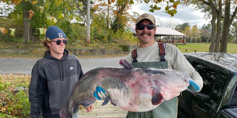 A Blue Catfish Ate a Wood Duck Whole, According to Maryland Researchers