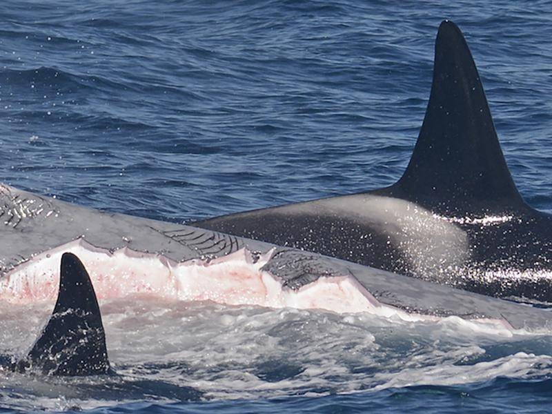 photo of orcas attacking blue whale