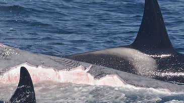 Video: Orcas Hunt and Kill Blue Whales in “Biggest Predation Event on This Planet”