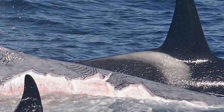 Video: Orcas Hunt and Kill Blue Whales in “Biggest Predation Event on This Planet”