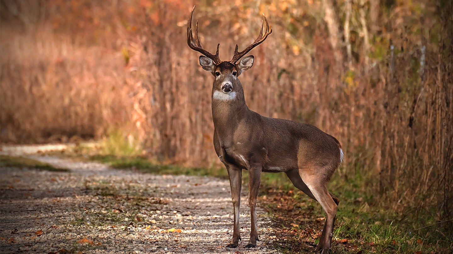 Understanding Deer Sight with Types Of Lights