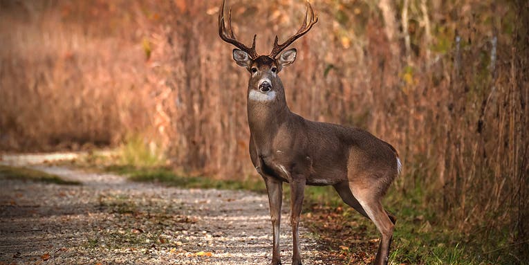 Deer Hunters Take Biggest Buck Harvest of the 21st Century—and the Most Mature Bucks Ever
