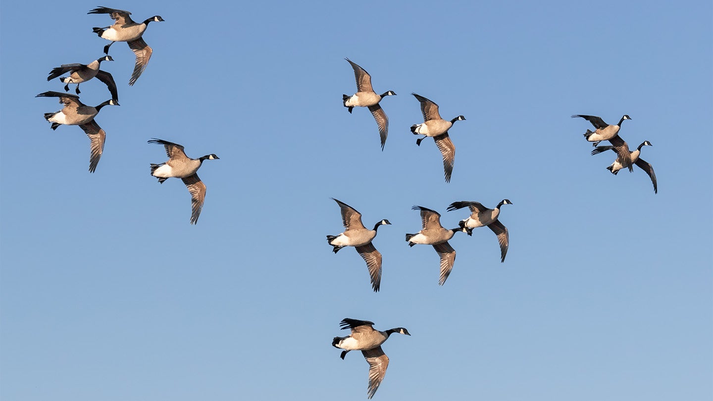 a photo of Canada geese flying