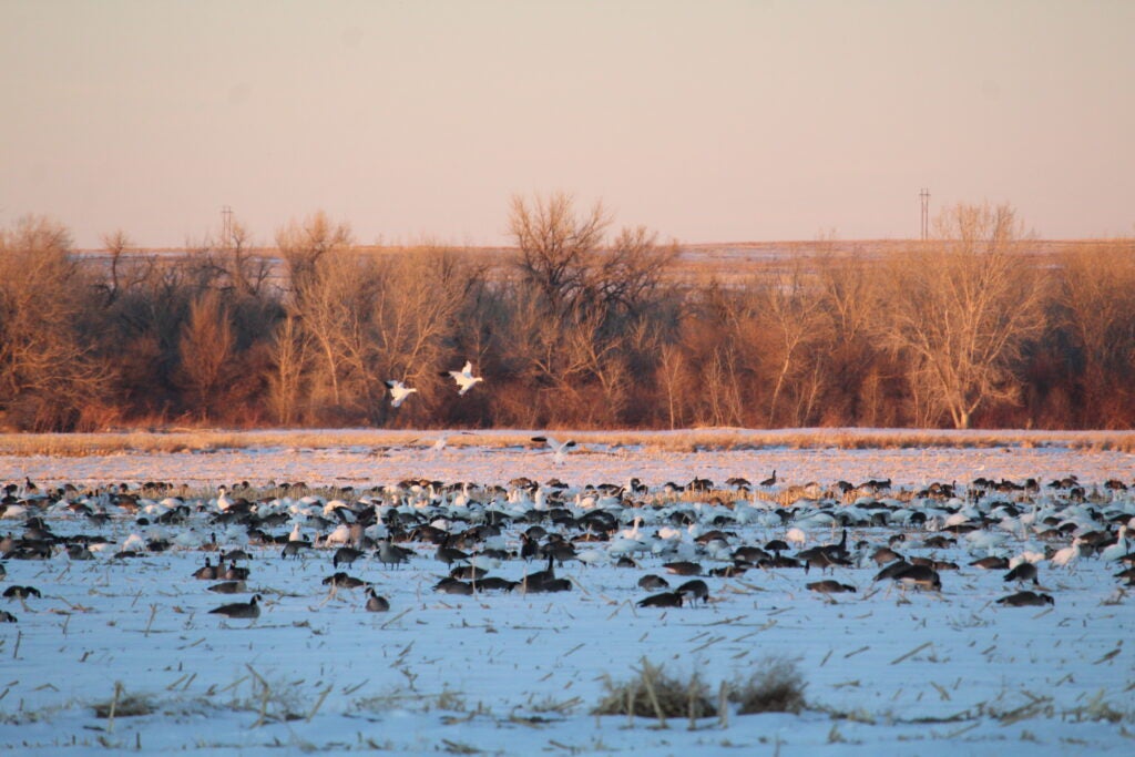 a photo of late-season geese landing in a field
