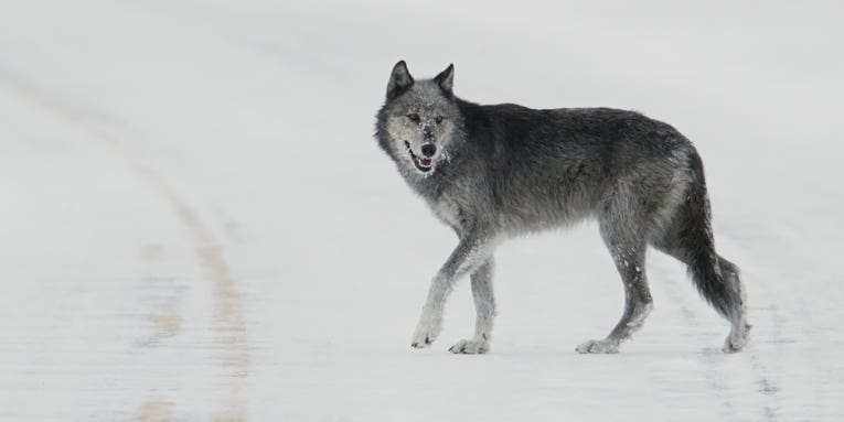 Montana Decides to Cut Wolf Season Short in Region Bordering Yellowstone National Park