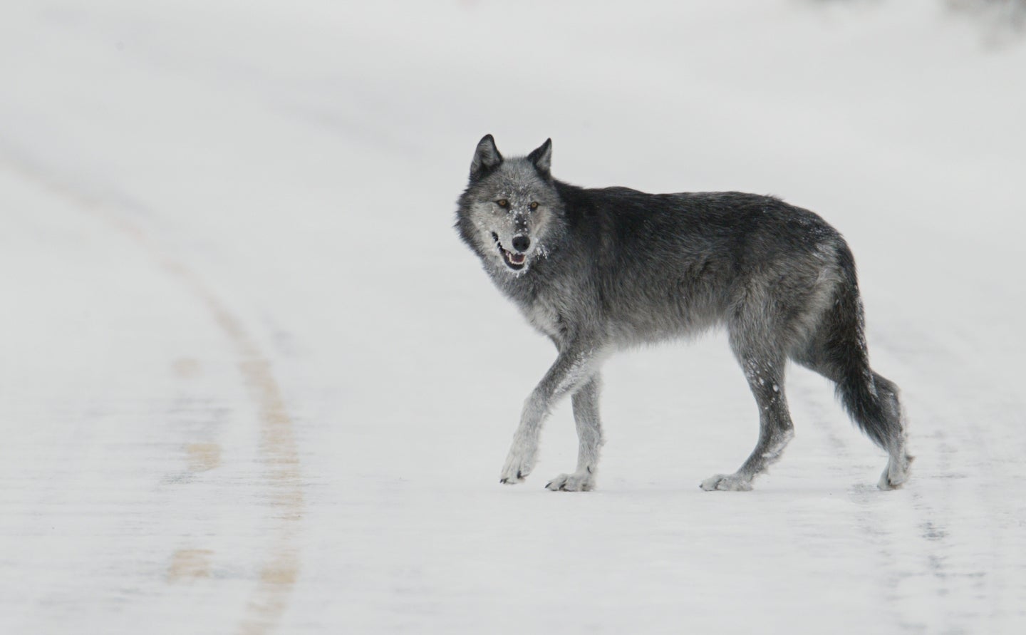 gray wolf crosses the road in Yellowstone