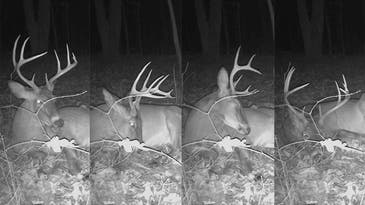 The Secret Life of a Bedded Buck