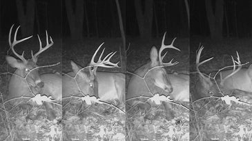 The Secret Life of Bedded Bucks: Watch a Whitetail Fall Asleep on Video
