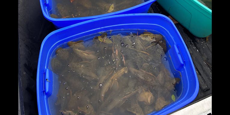 Texas Researchers Remove 406 Invasive Armored Catfish from San Marcos River