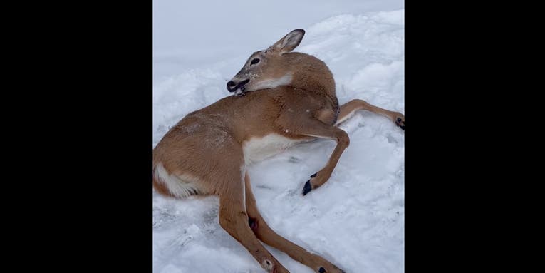 Video: Vermont Ice Fishermen Rescue Stranded Deer on Lake Champlain