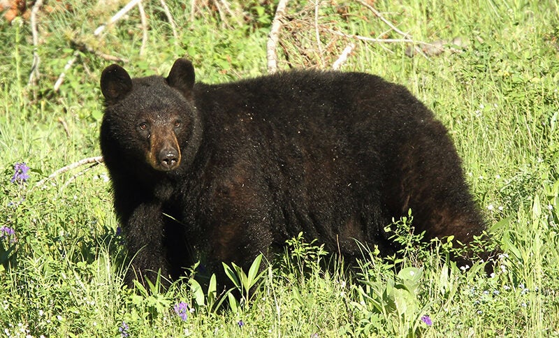 black bear standing in the grass