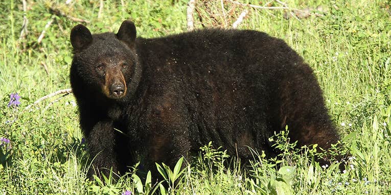 Pennsylvania Game Commission Says Black Bear Population Continues to Decline