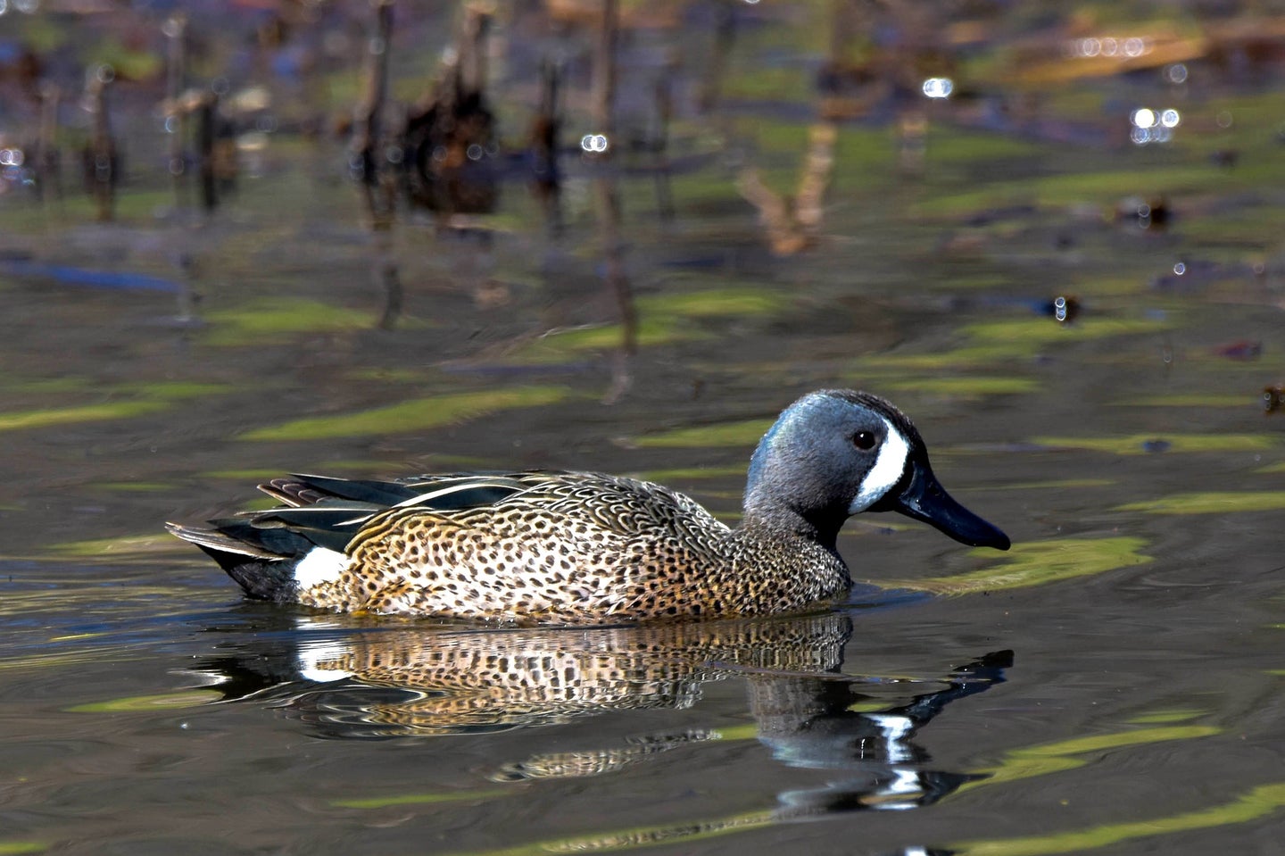 bluewing teal on the water
