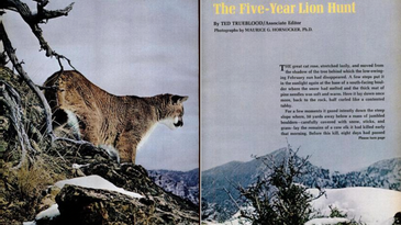 F&S Classics: The Five-Year Lion Hunt