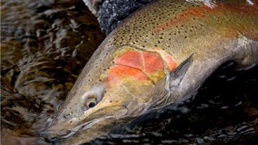 New Study: Fishing Has Smaller Impact on Wild Steelhead Survival Than Previously Thought
