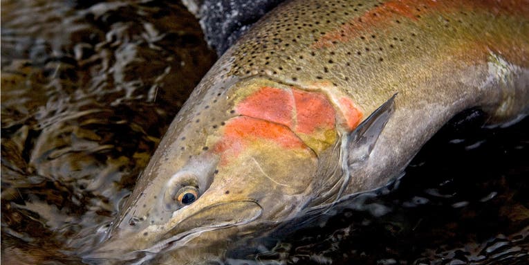 New Study: Fishing Has Smaller Impact on Wild Steelhead Survival Than Previously Thought