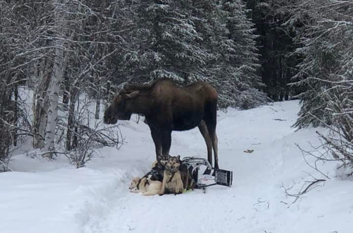 Bridgett Watkins' team lies trampled beneath a bull moose on a deep-woods trail. 