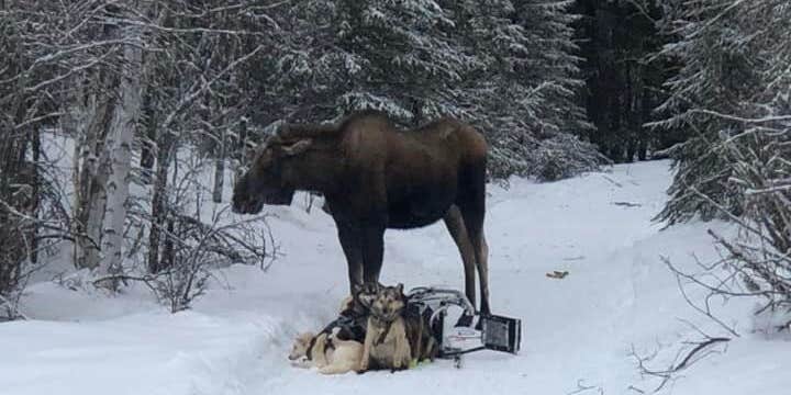 Iditarod Dog-Sled Team Trampled in Alaska Moose Attack