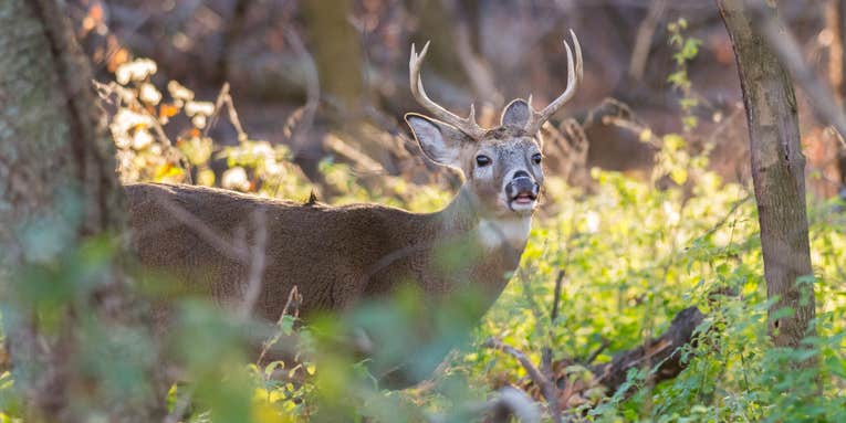 Louisiana Confirms First Case of Chronic Wasting Disease