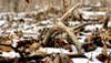 photo of shed deer antler on the ground with snow and leaves.
