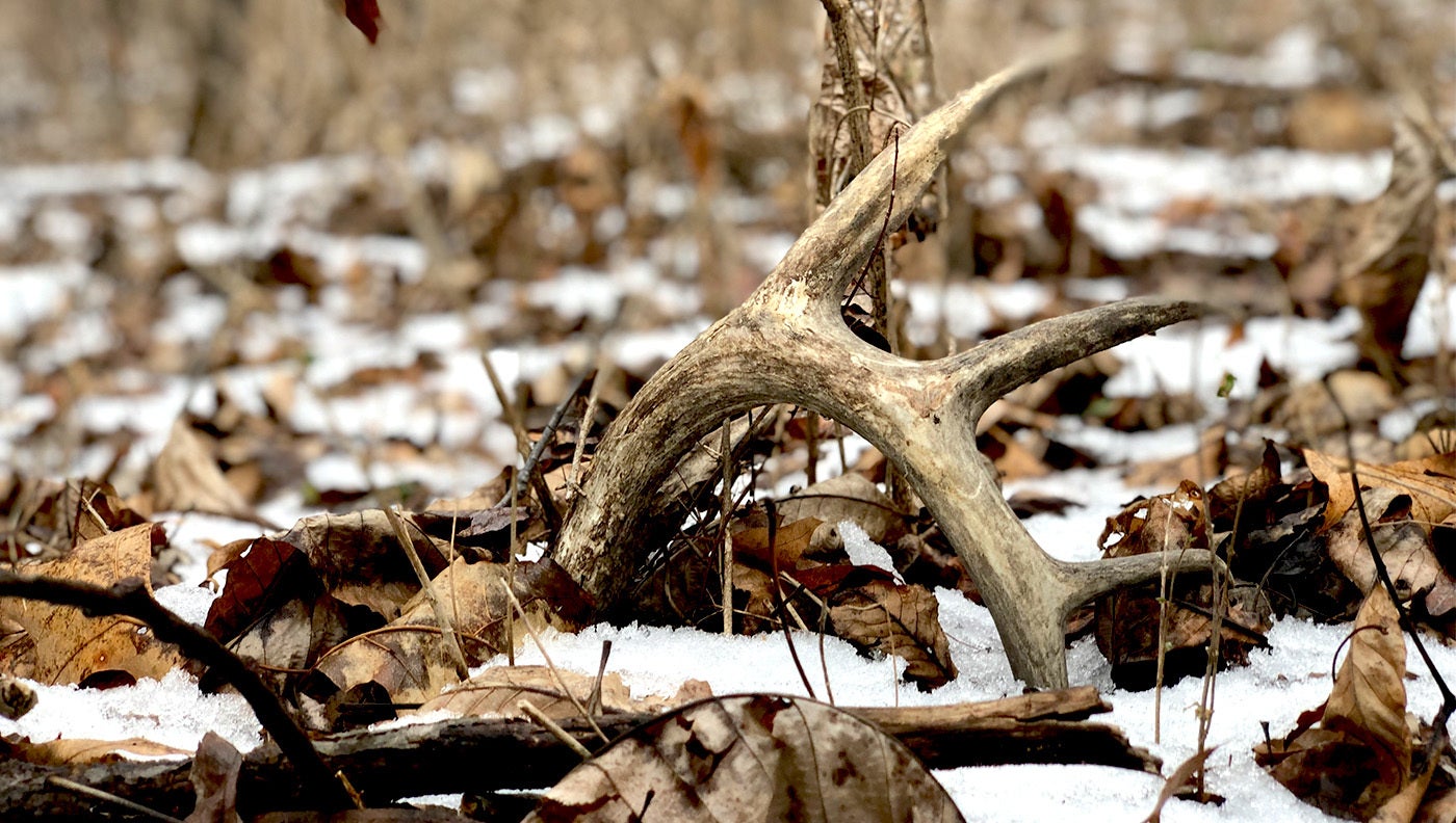 shed deer antler on the ground with snow and leaves.
