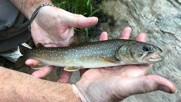 Climate Change and Invasive Species are Driving Native Trout Declines in Montana