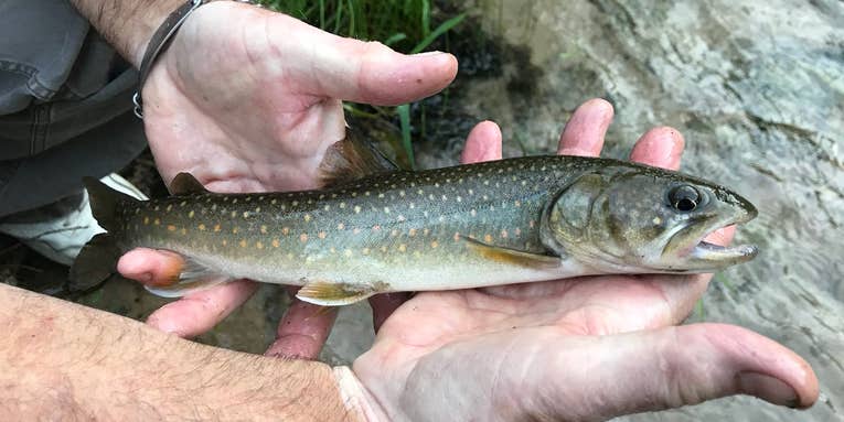 Climate Change and Invasive Species are Driving Native Trout Declines in Montana