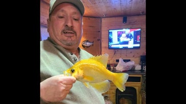 photo of angler with rare golden crappie