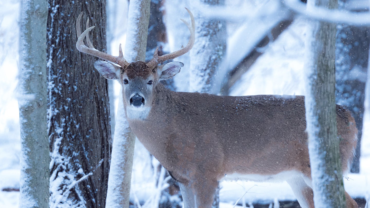photo of whitetail buck in winter