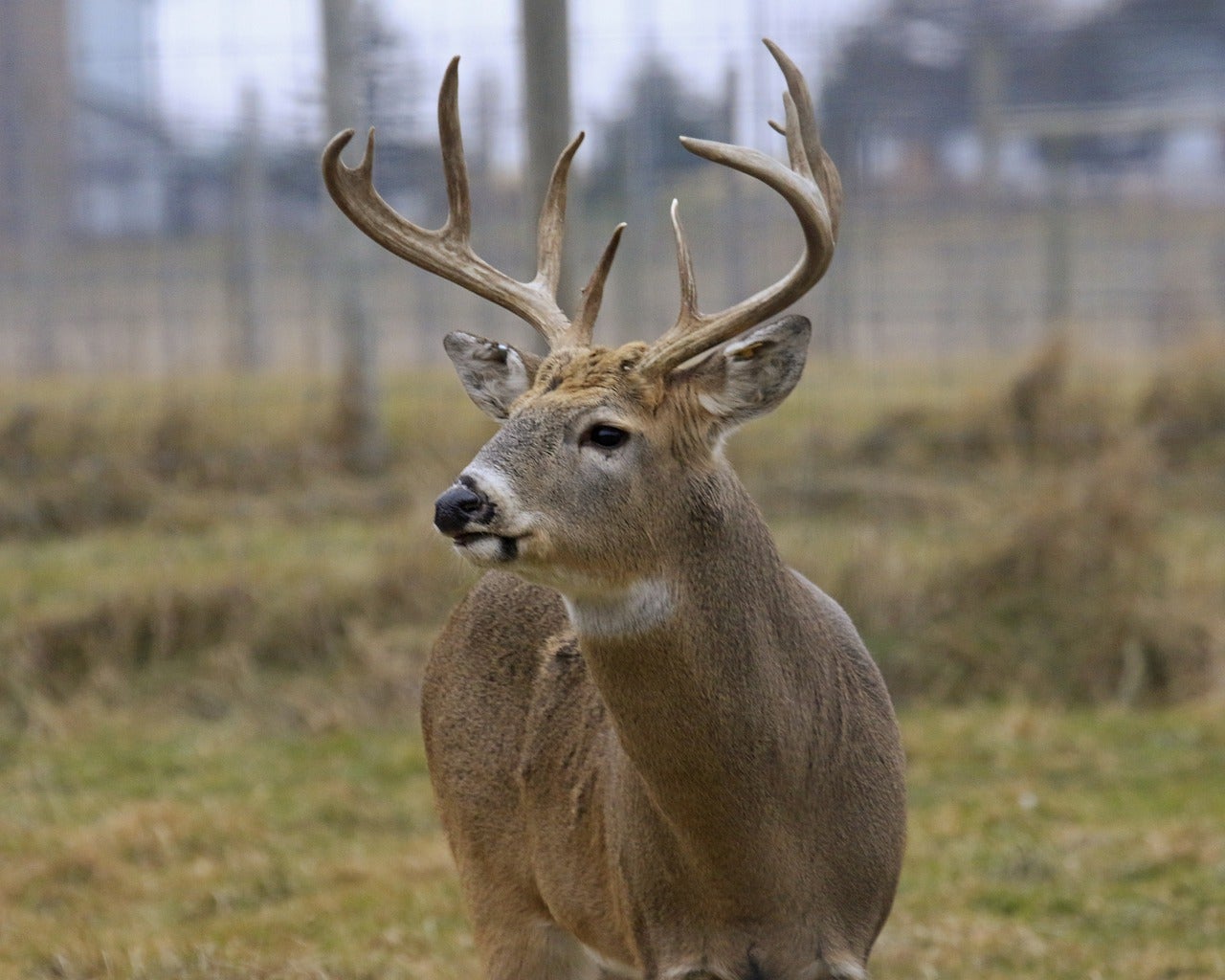 The first cases of Omicron-infected deer have been discovered in New York.