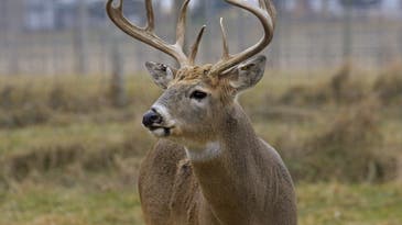 Omicron-Infected Whitetail Deer Detected in New York