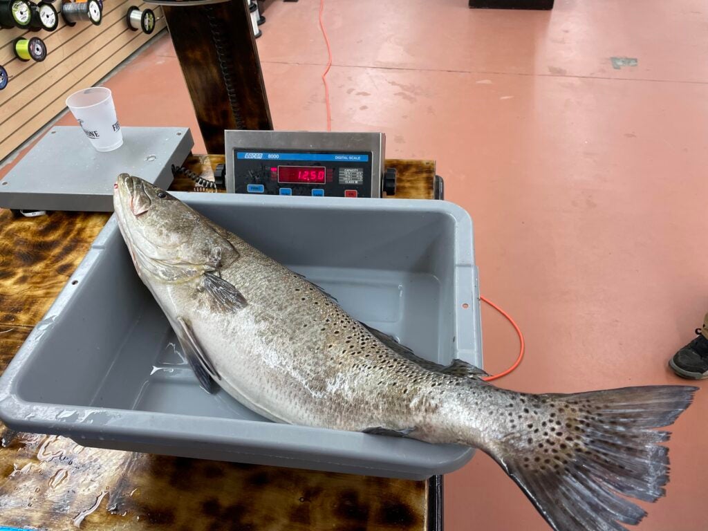 speckled trout on scale showing weight of 12.5 pounds 
