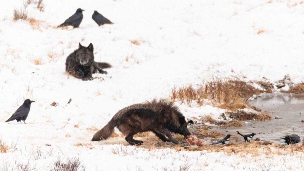 two gray wolves feed on carcasses