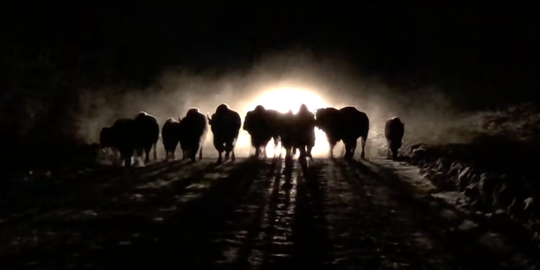 Video: Bison Herd Tramples Car on Alaska Highway