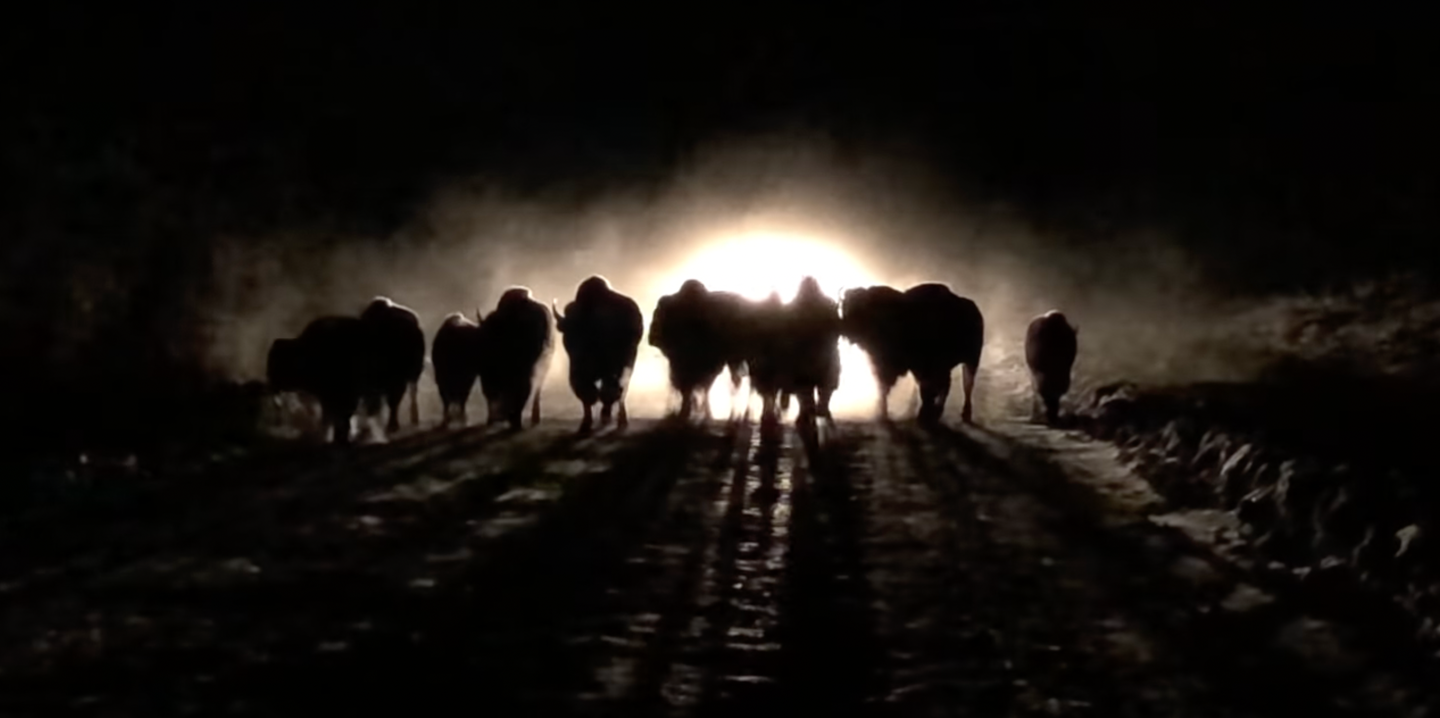 Bison on an Alaska highway at night lit by a cars headlights.
