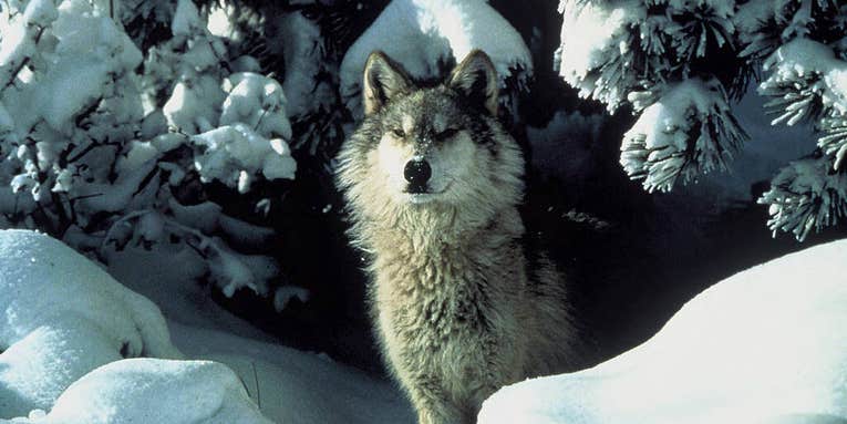 Breaking News: Judge Sides with Anti-Hunting Groups and Restores Federal Protections to Gray Wolves Under the Endangered Species Act